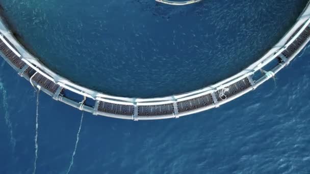 Aquaculture Sea Fish Farm Aerial View — Stock Video
