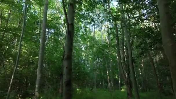 Visa Tittar Genom Engelska Skog Och Skog — Stockvideo