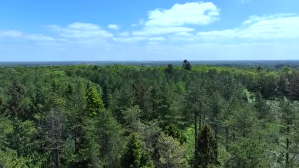Forêt Forêt Royaume Uni Depuis Une Vue Aérienne — Video