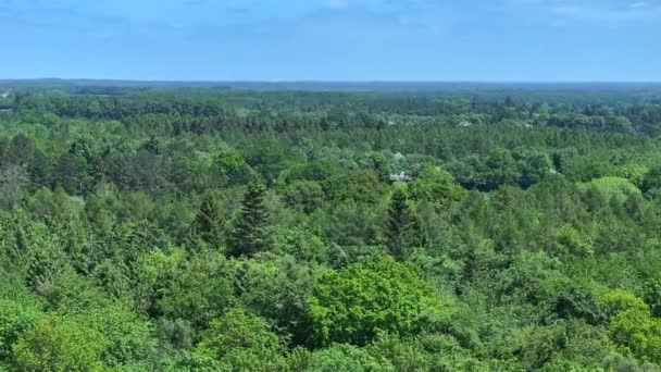 Forest Woodland Aerial View — Stock Video
