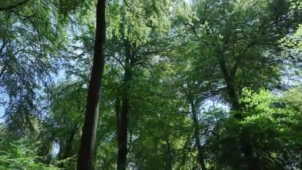 Vista Través Del Bosque Bosque Inglés — Vídeo de stock