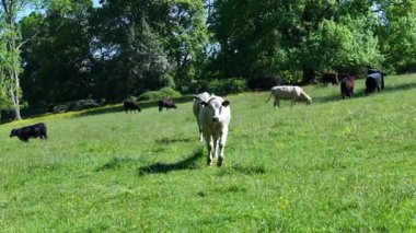 Yazın Çiftlikteki Sığırlar