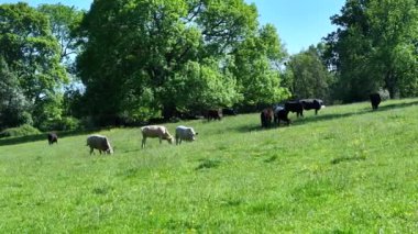 Yazın Çiftlikteki Sığırlar