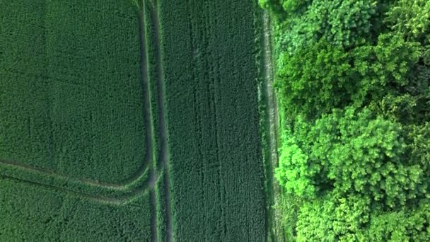 Tarlaları Ormanları Olan Ngiliz Kırsal Bölgesi — Stok video