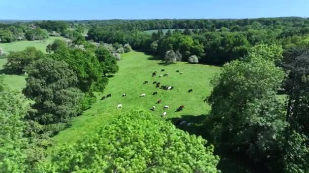 夏の農場で牛を飼う — ストック動画