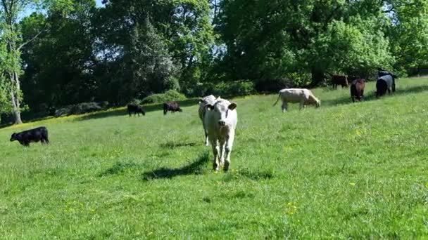 Rinder Auf Einem Bauernhof Sommer — Stockvideo