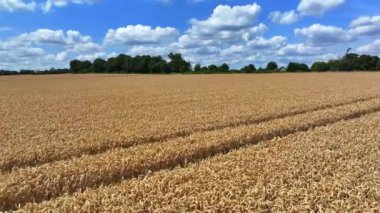 Yazın Hasattan Önce Arpa Tarlaları