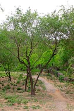 locust tree in the park in spring, closeup of photo
