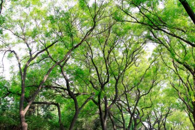 Chinese scholar tree branches, closeup of photo, in china 