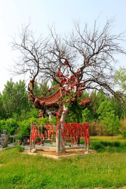 YUTIAN MAY 18Ancient trees and pavilion in the Jijue Temple on may 18, 2014, Yutian county, Hebei Province, China. 