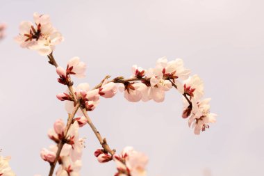 Bahçede çiçek açan şeftali çiçekleri