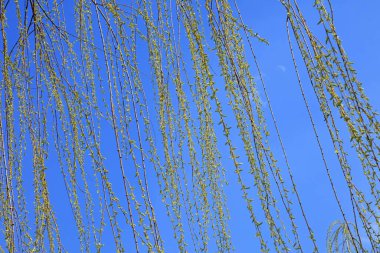 Mavi arkaplanda söğüt dalları