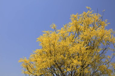 Sophora japonica 'nın şubeleri