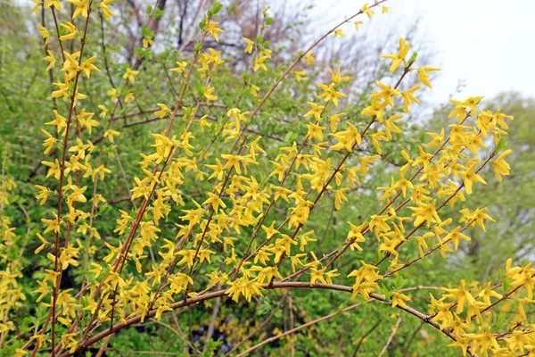 Sarı çiçekli çeltik nehri.