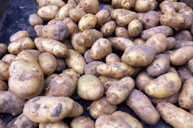 Bir araya toplanmış patatesler fotoğrafın yakın çekimi.