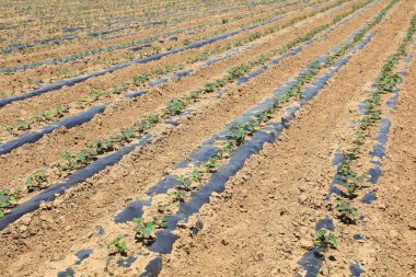 Tarlada tatlı patates fideleri