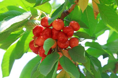 American Cherry on the Branch