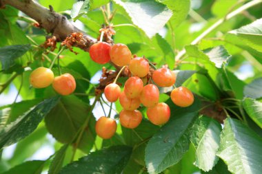 American Cherry on the Branch