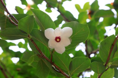 Magnolia Kuşatması. Fotoğrafın yakın çekimi.