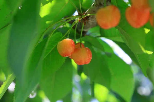 American Cherry on the Branch