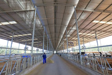 Çiftlikteki inekler, Çin