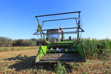 Kuzey Çin Plai 'deki tarım arazilerinde mısır tarlası hasadı.