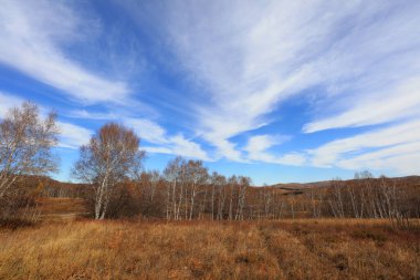 Birch forest under blue sky in huanggangliang Park of Keshiketeng World Geopark, Inner Mongolia