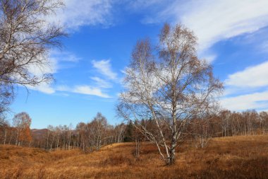 Birch forest under blue sky in huanggangliang Park of Keshiketeng World Geopark, Inner Mongolia