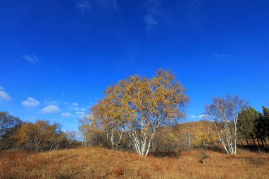 Birch forest in hot spring park of Keshiketeng World Geopark, Inner Mongolia
