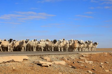 Sheep in hot spring park of Keshiketeng World Geopark, Inner Mongolia