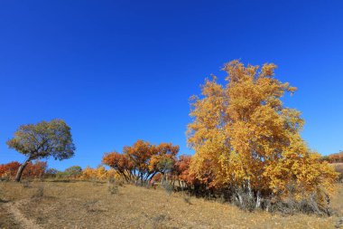 Keshiketeng World Geopark, Moğolistan 'daki Qingshan Park' ın doğal manzarası.