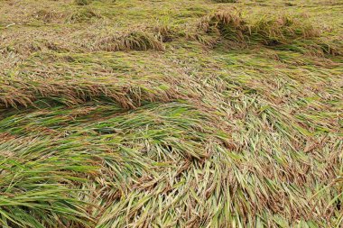 Rice plants blown down by the wind, on a farm, China