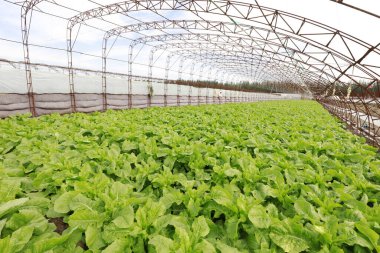 Marul, Çin 'de bir çiftlikte serada.