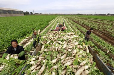 LUANNAN COUNTY, China - October 14, 2017: Farmers are harvesting turnips in the field on a farm, LUANNAN COUNTY, Hebei Province, China