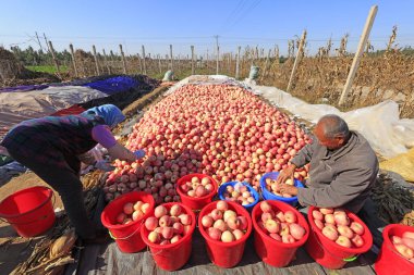 Luannan County - 30 Ekim: cüce kırmızı Fuji elma hasadı, meyve yetiştiricileri toplanmakla meşgul, Luannan County, Hebei Pronvice, Çin, 30 Ekim 2017