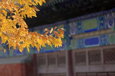Yellow leaves and classical architecture, Yi County, Hebei Province, Chin