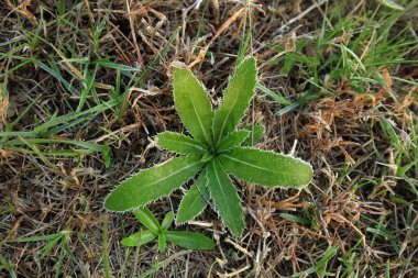 Buz bitkileri vahşi doğada.