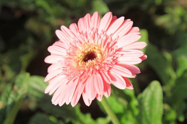 Serada Gerbera çiçekleri