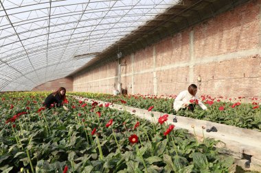 Luannan County - November 21, 2017: two women are picking chrysanthemums from Africa, in greenhouses, Luannan, Hebei, Chin