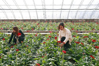 Luannan County - November 21, 2017: two women are picking chrysanthemums from Africa, in greenhouses, Luannan, Hebei, Chin