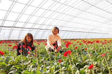 Luannan County - November 21, 2017: two women are picking chrysanthemums from Africa, in greenhouses, Luannan, Hebei, Chin