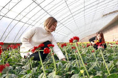 Luannan County - November 21, 2017: two women are picking chrysanthemums from Africa, in greenhouses, Luannan, Hebei, Chin