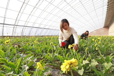 Luannan County - November 21, 2017: two women are picking chrysanthemums from Africa, in greenhouses, Luannan, Hebei, Chin