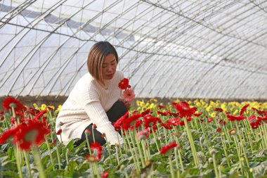 Luannan County - November 21, 2017: a lady picking chrysanthemums from Africa, in greenhouses, Luannan, Hebei, Chin