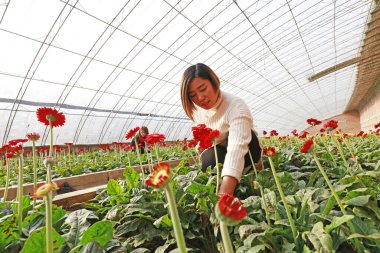 Luannan County - November 21, 2017: two women are picking chrysanthemums from Africa, in greenhouses, Luannan, Hebei, Chin