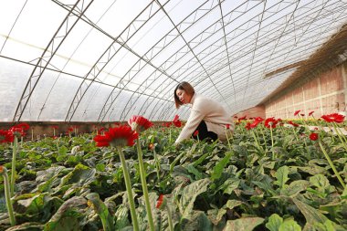 Luannan County - November 21, 2017: a lady picking chrysanthemums from Africa, in greenhouses, Luannan, Hebei, Chin