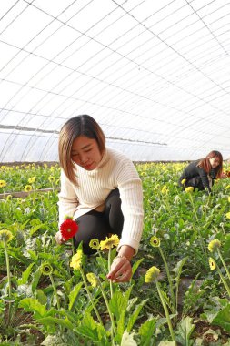 Luannan County - November 21, 2017: two women are picking chrysanthemums from Africa, in greenhouses, Luannan, Hebei, Chin