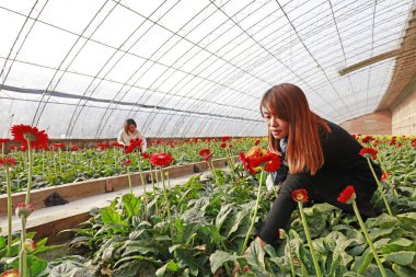 Luannan County - November 21, 2017: two women are picking chrysanthemums from Africa, in greenhouses, Luannan, Hebei, Chin