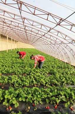 Luannan County - 20 Aralık 2017: Çilek barakalarında çalışan kadın işçiler, Luannan, Hebei, Çin, Chin