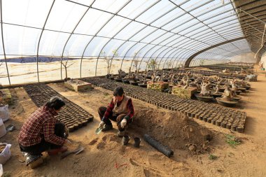 Luannan İlçesi - 21 Aralık 2017: Bahçede tohum kesen iki yaşlı kadın, Luannan, Hebei, Chin